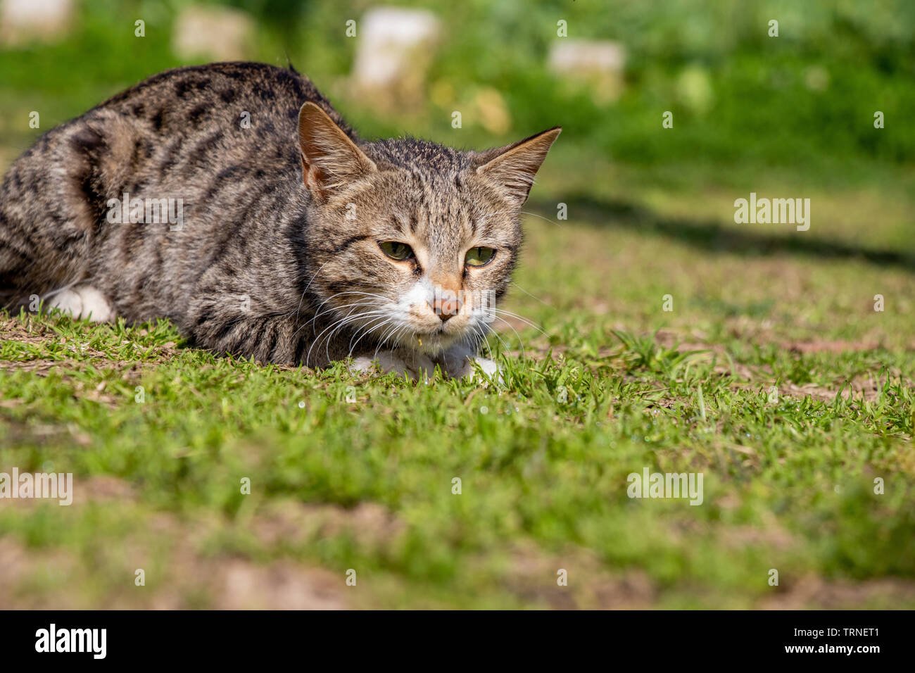 Cat Staring Intensely into the Camera Stock Photo