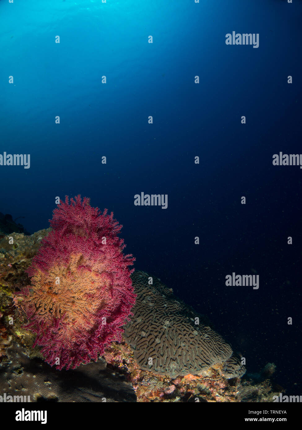 Colorful coral reef underwater in Bunaken Marine Park, North Sulawesi, Indonesia Stock Photo