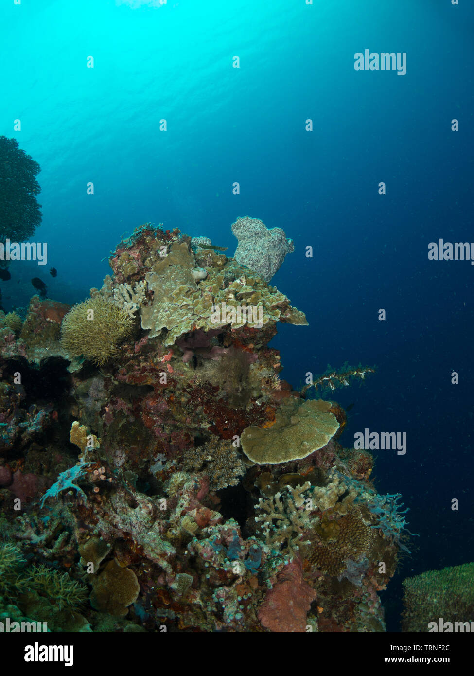 Colorful coral reef underwater in Bunaken Marine Park, North Sulawesi, Indonesia Stock Photo