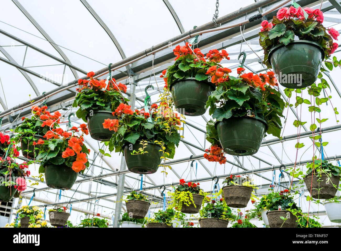 Begonia hanging basket hires stock photography and images Alamy