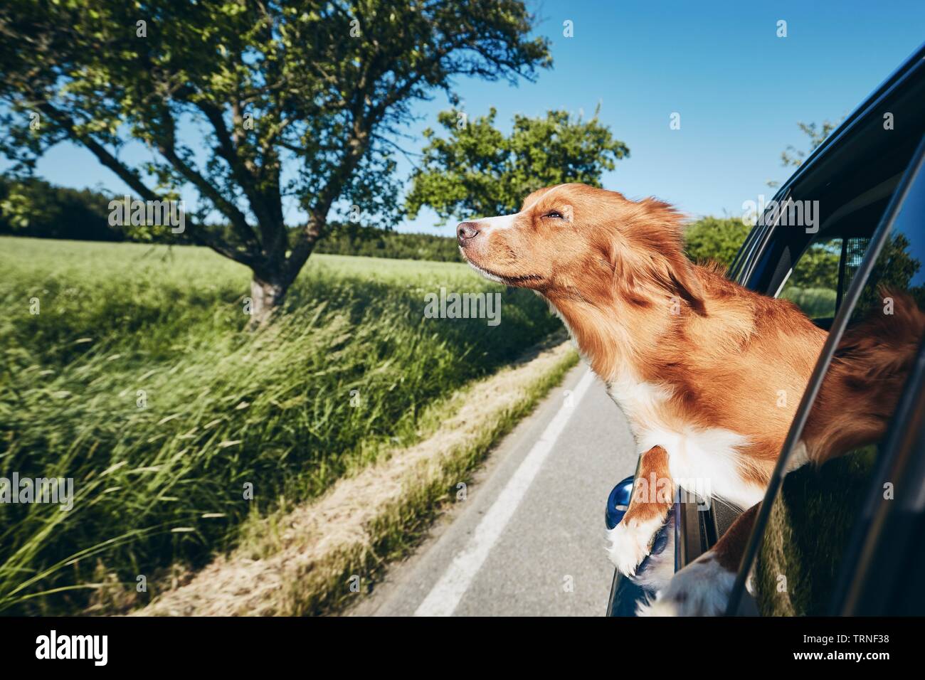 Dog enjoying from traveling by car. Labrador retriever looking through window on road. Stock Photo