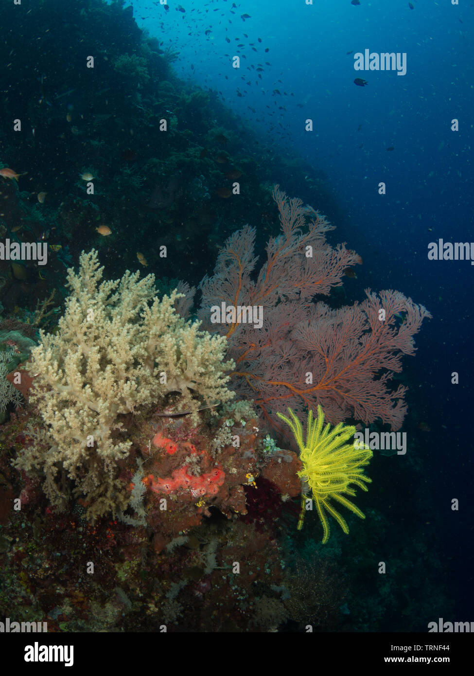 Colorful soft coral reef underwater with featherstar (Dichrometra flagellata) and gorgonian seafan in Bunaken Marine Park, North Sulawesi, Indonesia Stock Photo