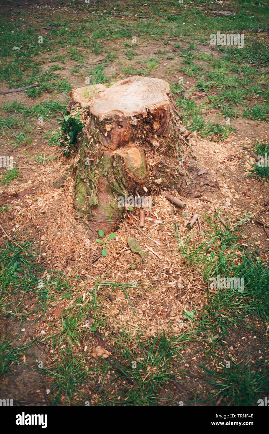 Leylandii tree stump, Medstead, Hampshire, England, United Kingdom. Stock Photo