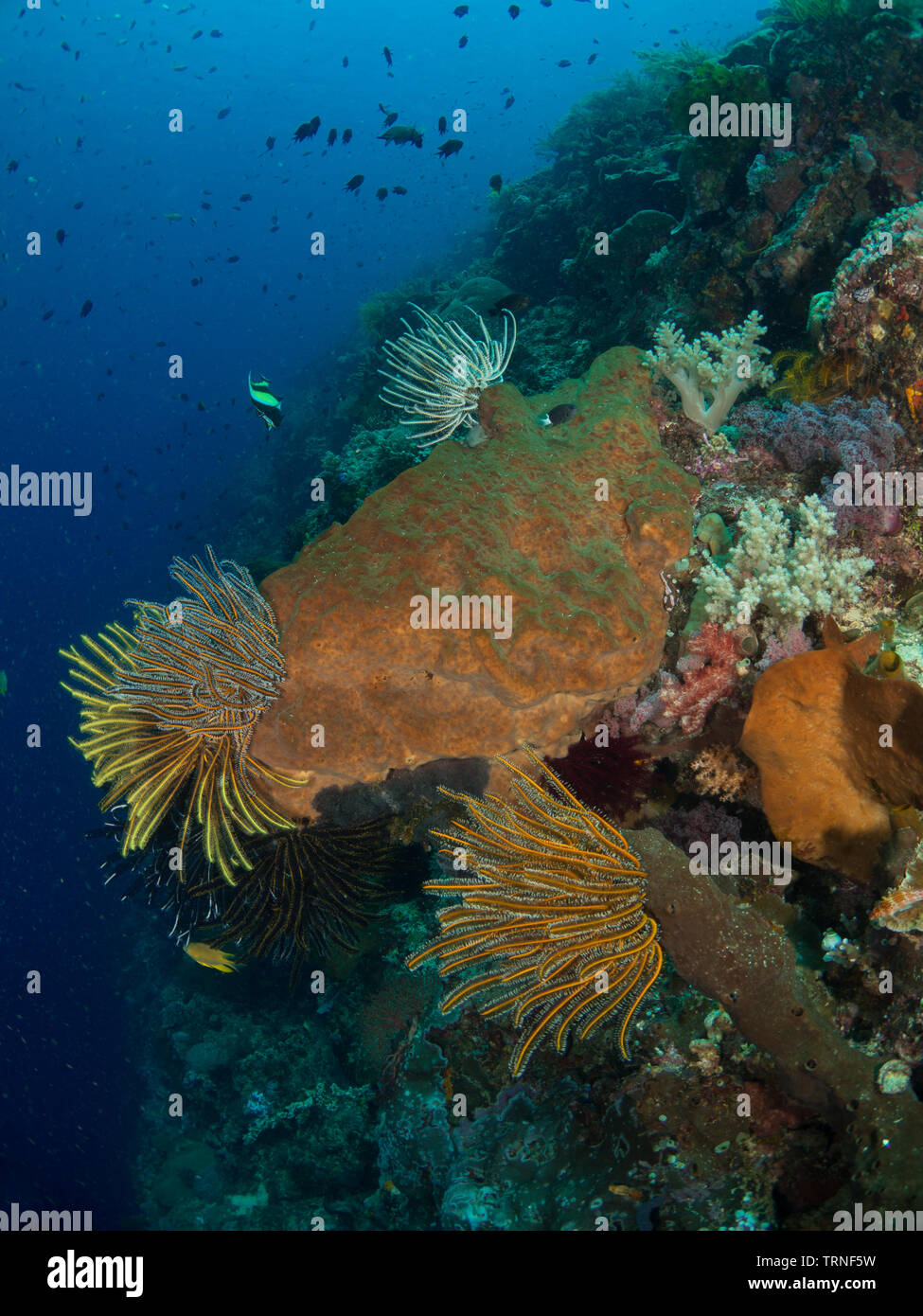 Moorish idol (Zanclus cornutus) on a colorful coral reef underwater in Bunaken Marine Park, North Sulawesi, Indonesia Stock Photo