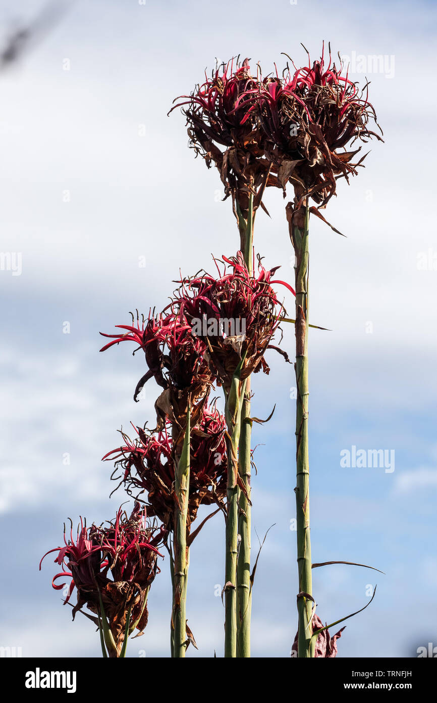 Gymea Lily Stock Photo Alamy