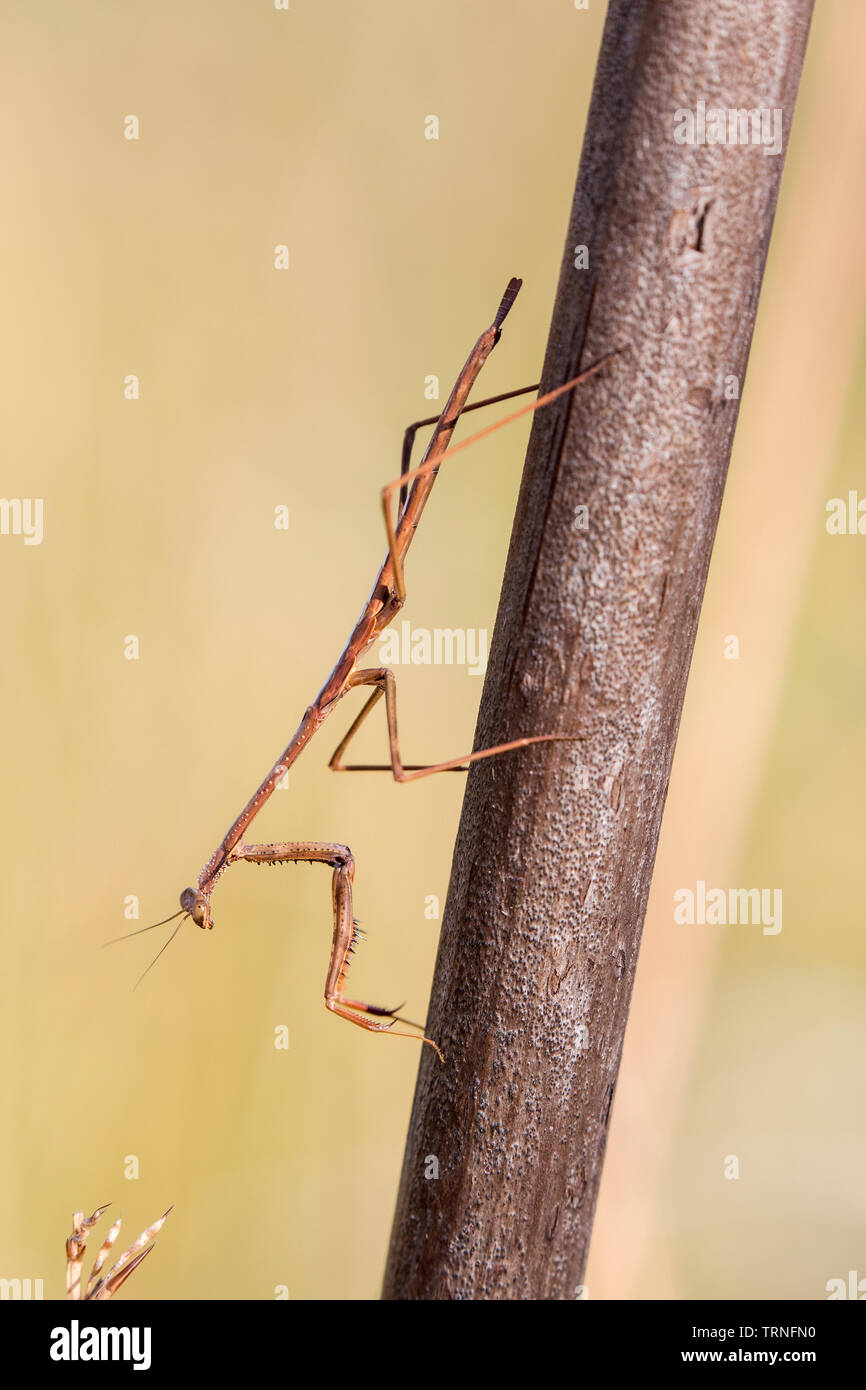 Preying Mantis Stock Photo