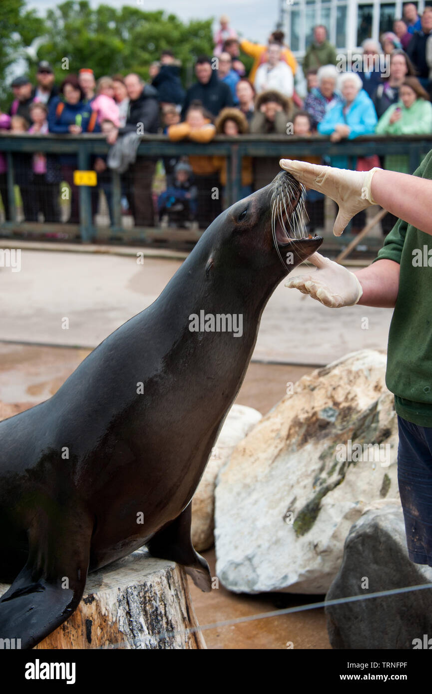 sea lion in zoo with trainer, uk Stock Photo