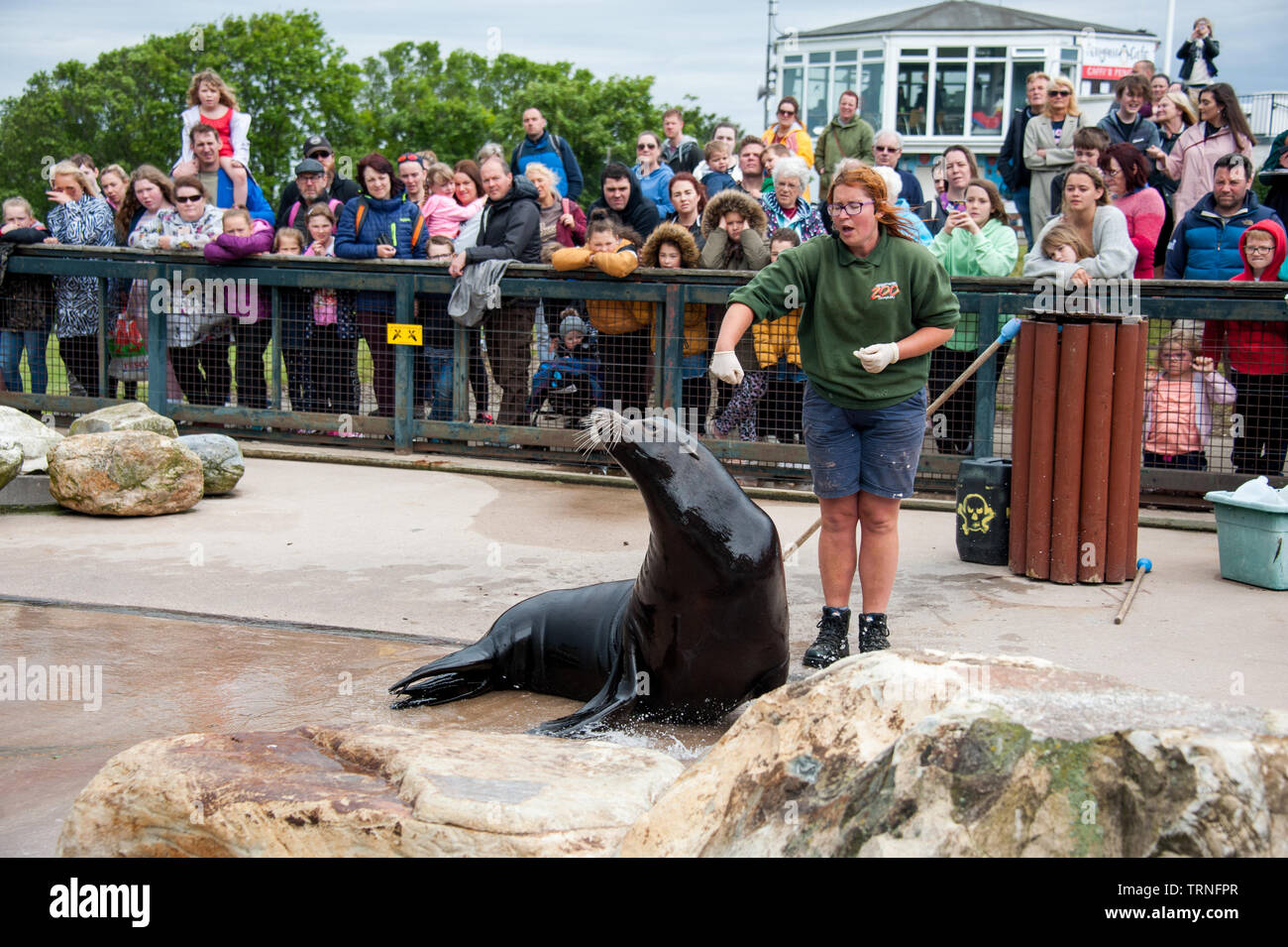 sea lion in zoo with trainer, uk Stock Photo