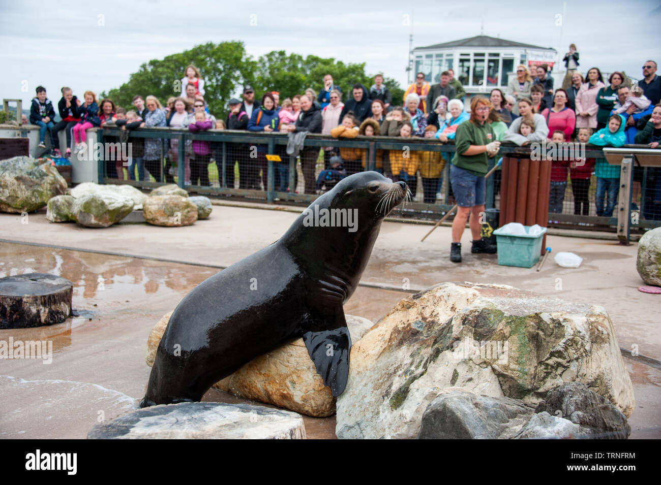 sea lion in zoo with trainer, uk Stock Photo
