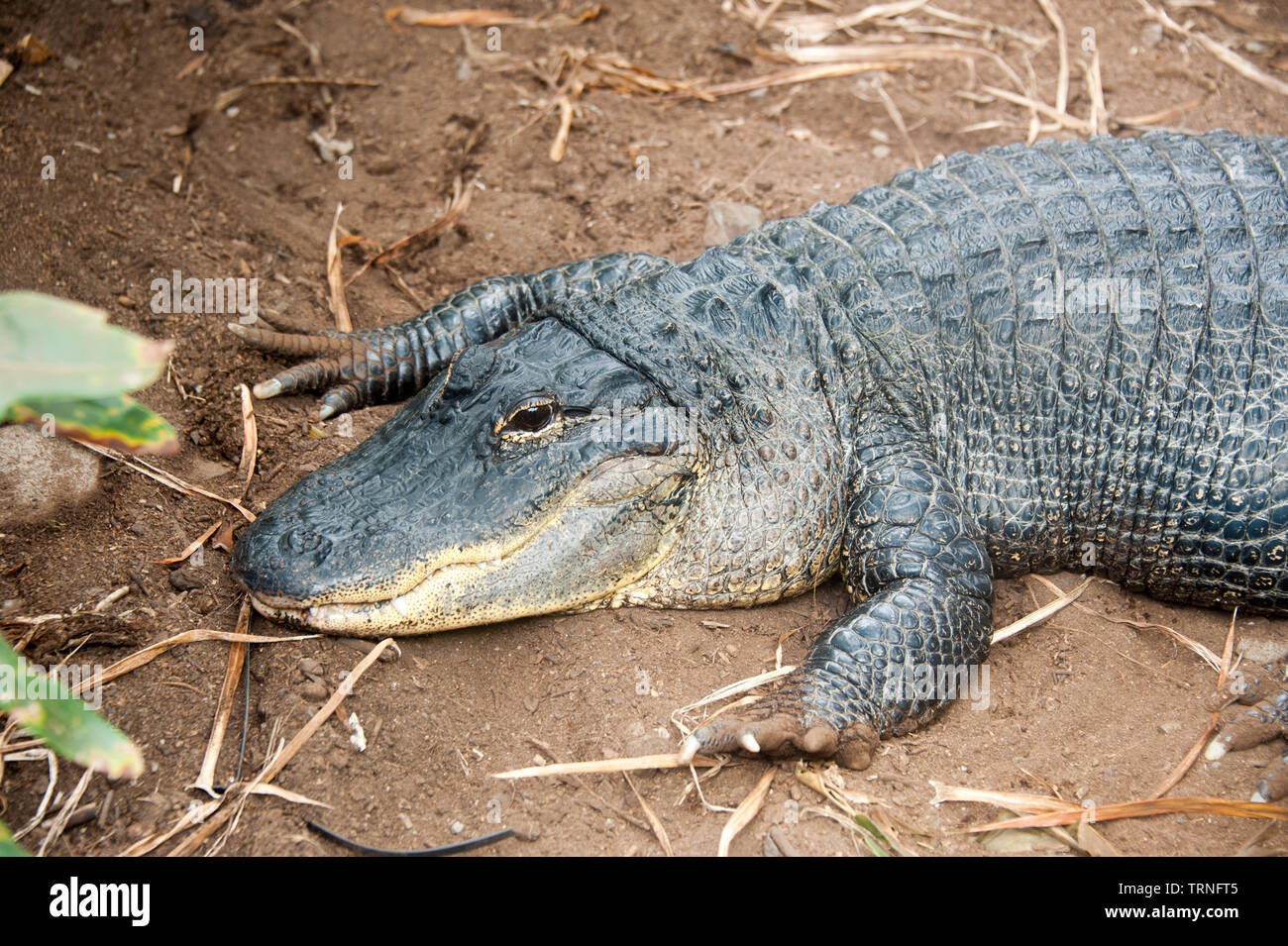 Mississippi Alligator, (Alligator mississippiensis Stock Photo Alamy