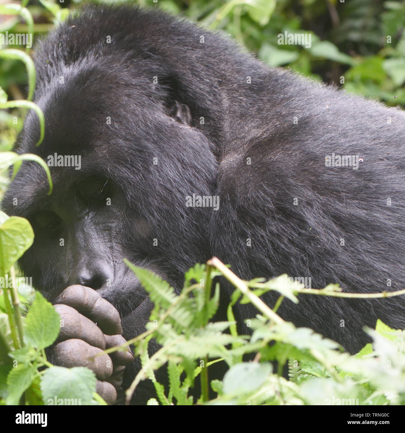 A  silverback male mountain gorilla (Gorilla beringei beringei) relaxes after a morning feeding on forest vegetation. As few as 1,000 mountain gorilla Stock Photo