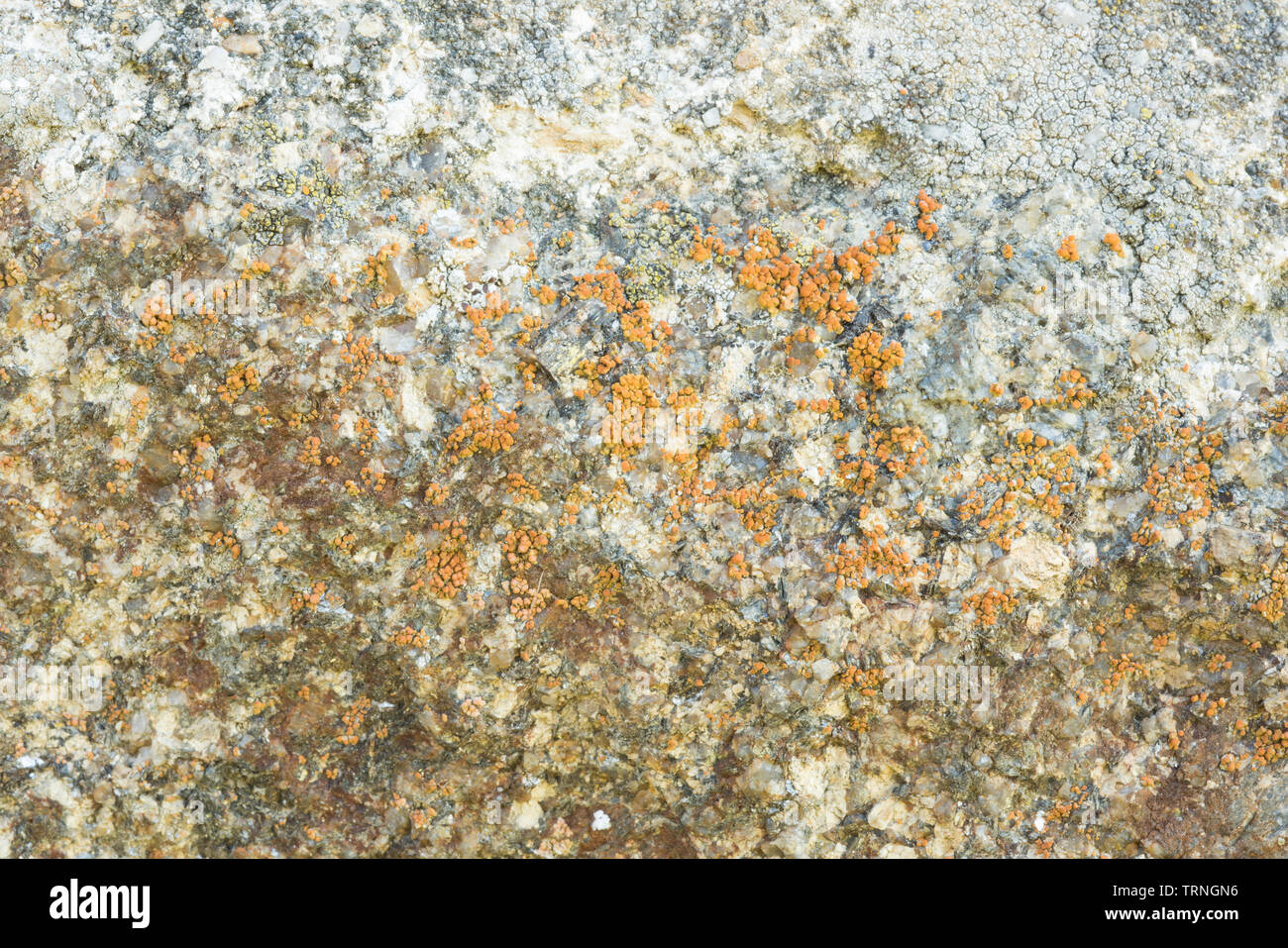 Lichen of the genus caloplaca Stock Photo