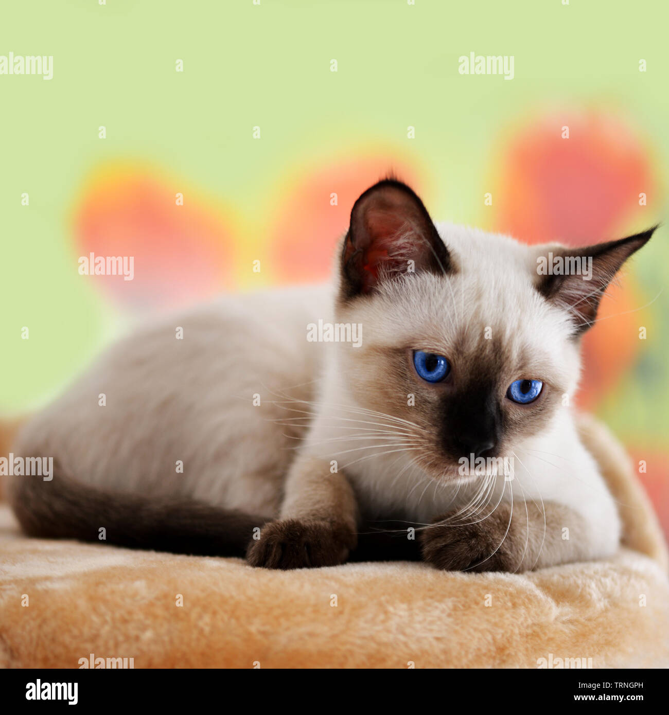 Siamese kitten with bright blue eyes on a blurred background. Stock Photo
