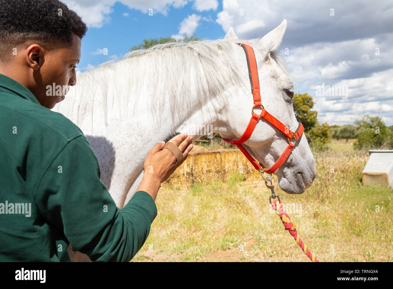 Back view of young African American male using brush to care for hair of white horse on cloudy day ranch Stock Photo