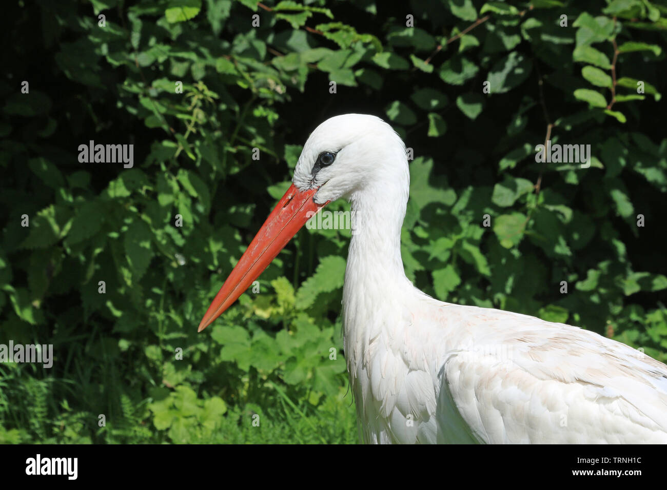 White stork, Ciconia ciconia, head and shoulders facing left with a background of blurred leaves and good copy space. Stock Photo