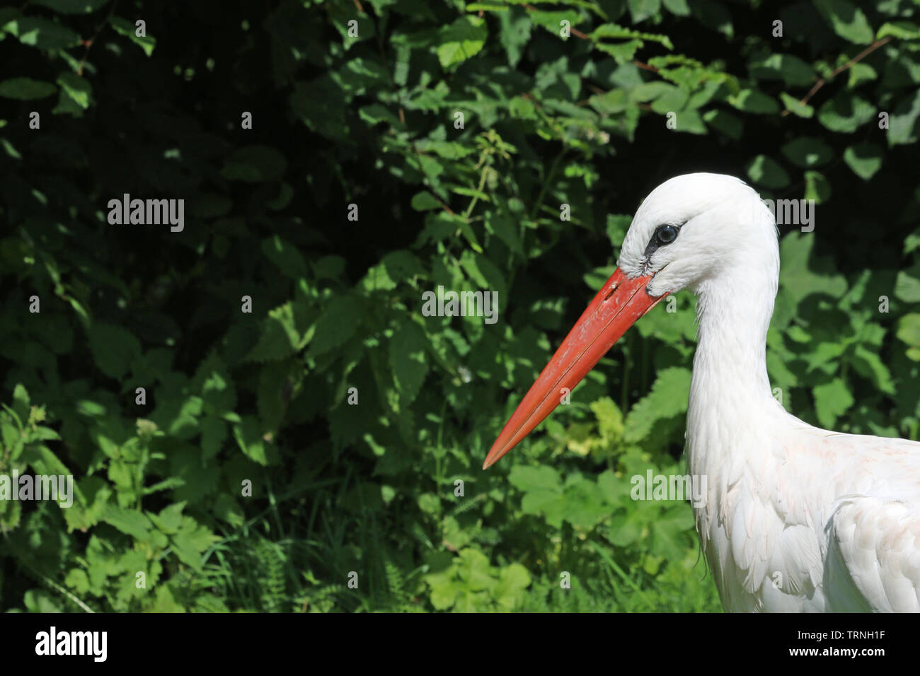 White stork, Ciconia ciconia, head and shoulders facing left with a background of blurred leaves and good copy space. Stock Photo
