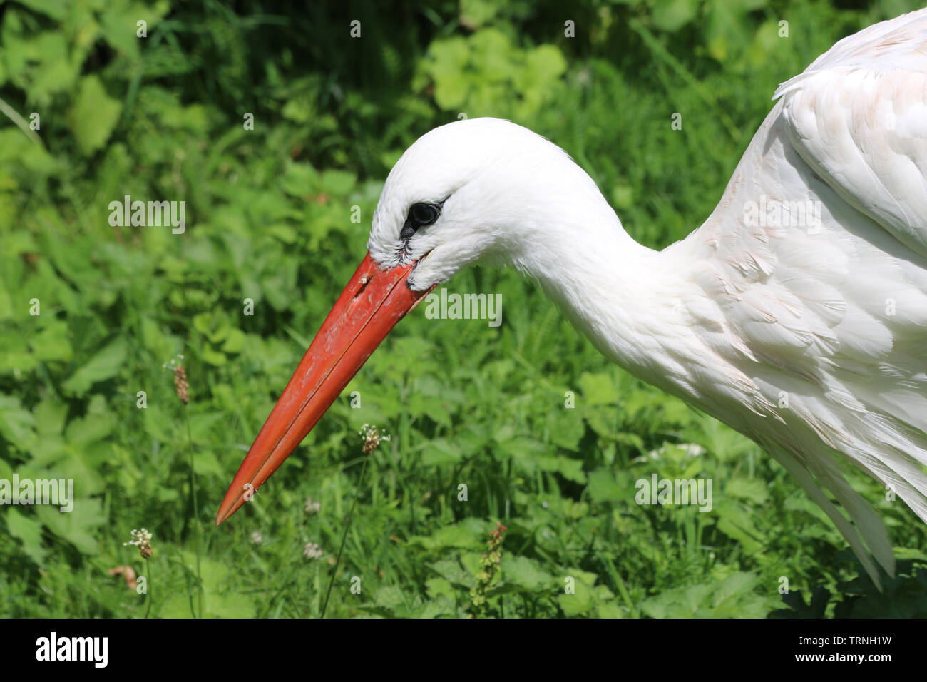 White stork, Ciconia ciconia, head and shoulders facing left ready to pounce and catch prey with a background of blurred leaves and good copy space. Stock Photo