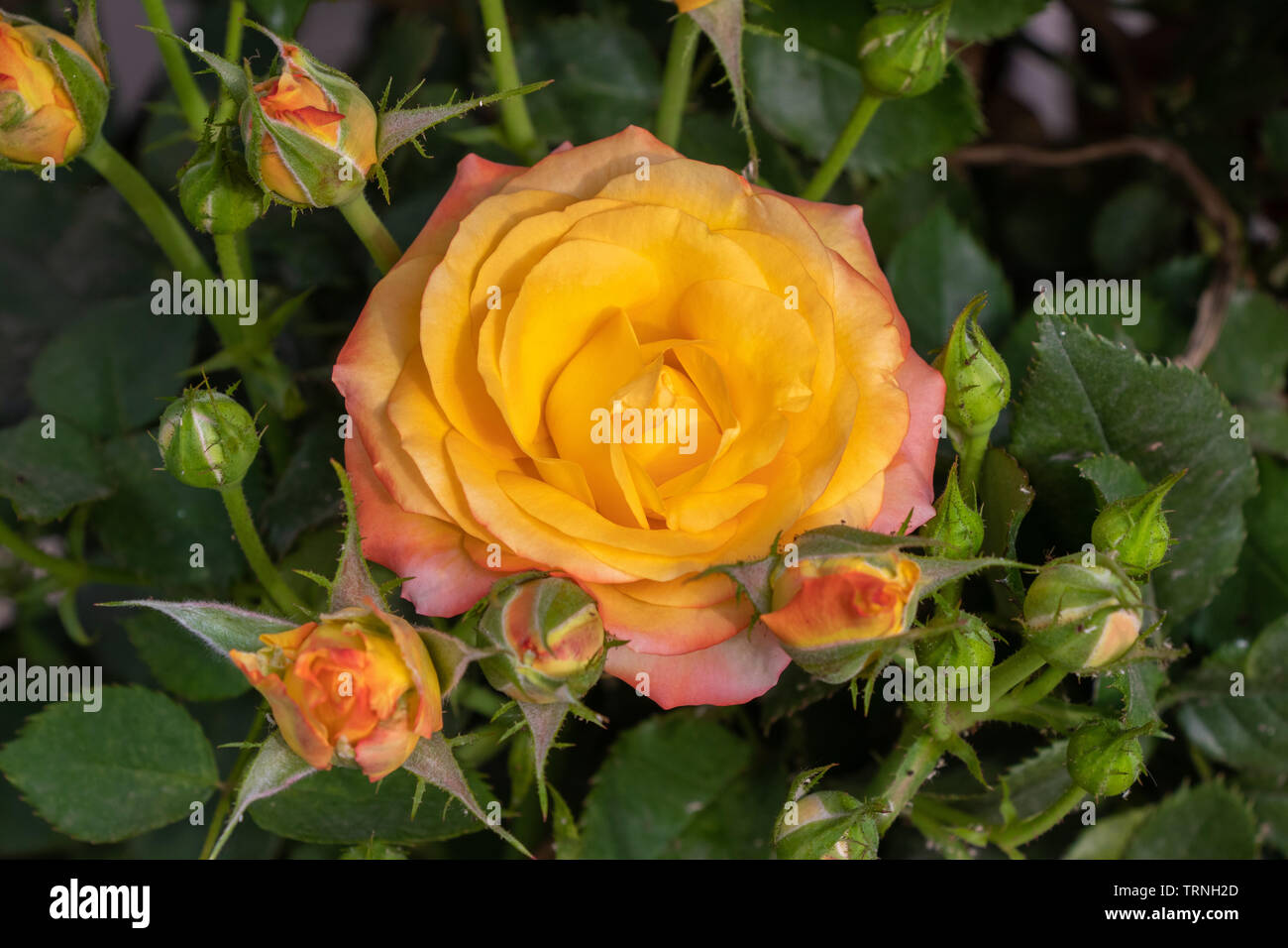 Yellow Rose Blooming With Rosebud In Garden Stock Photo Alamy
