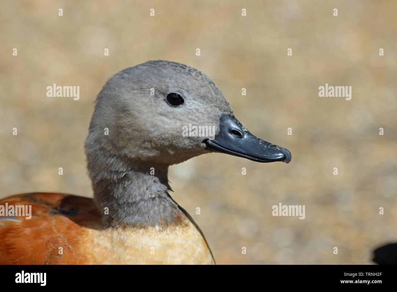 Cape or South African Shelduck, Tadorna cana, male head and shoulders facing right with a blurred gravel background. Stock Photo