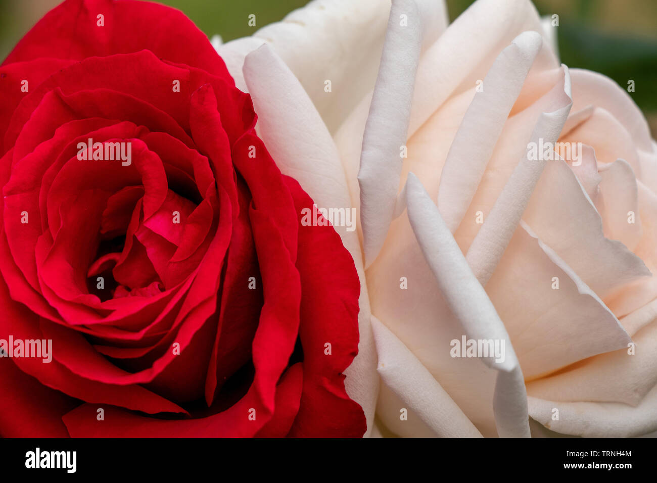 Red and white rose together, closeup view Stock Photo Alamy