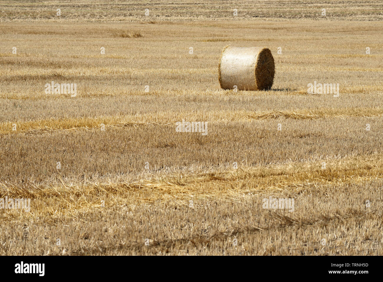 Harvesting wheat. Bale on the field Stock Photo Alamy