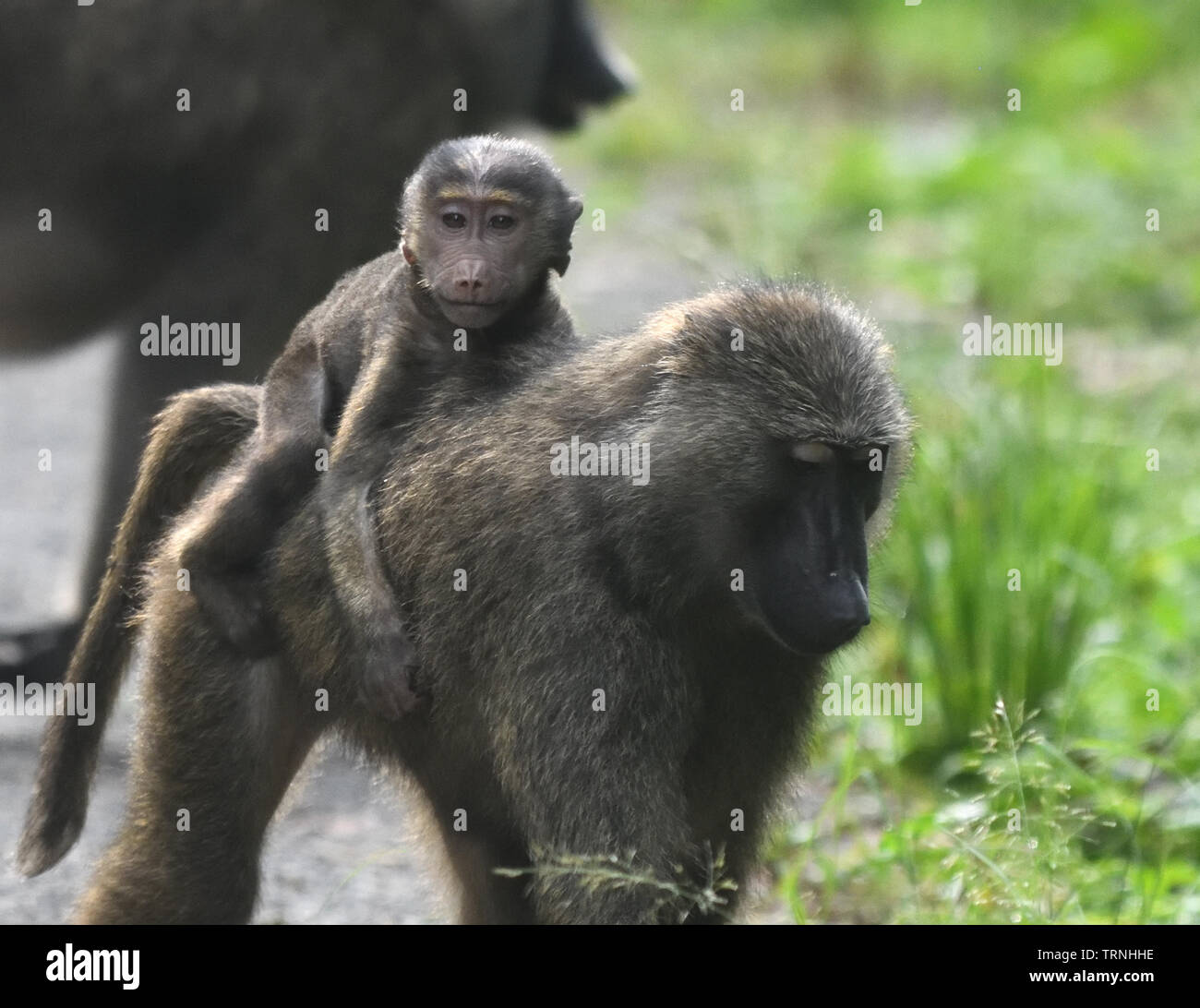 Baboon Baby Back High Resolution Stock Photography and Images - Alamy