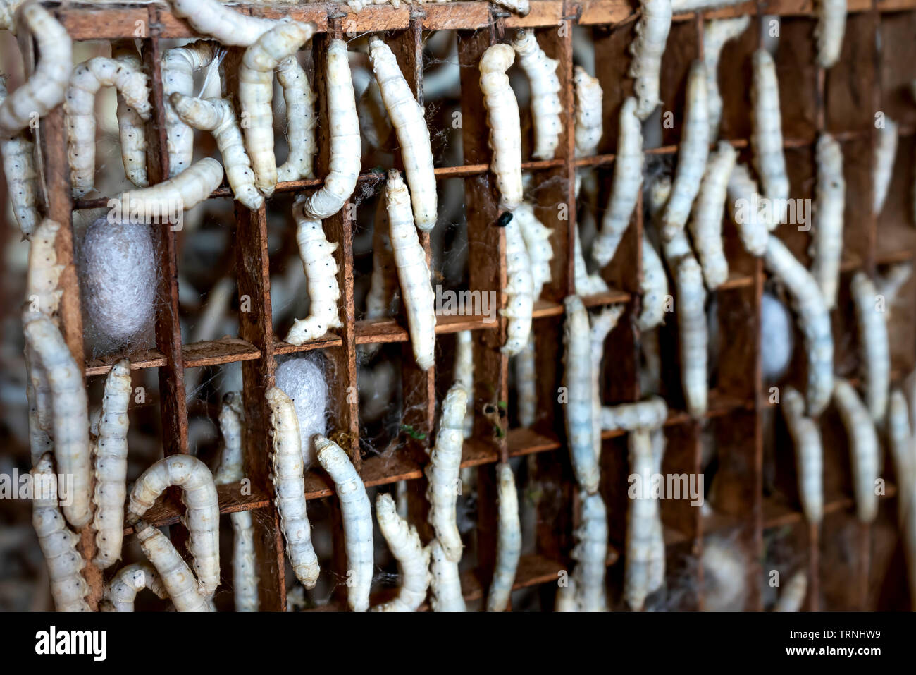 The larvae of the silkworm in the pupal phase are enclosed themselves