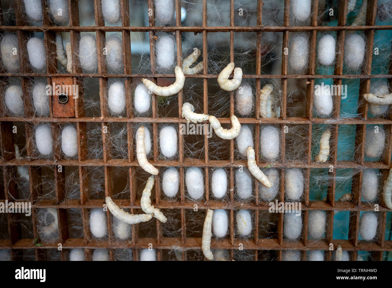 The larvae of the silkworm in the pupal phase are enclosed themselves