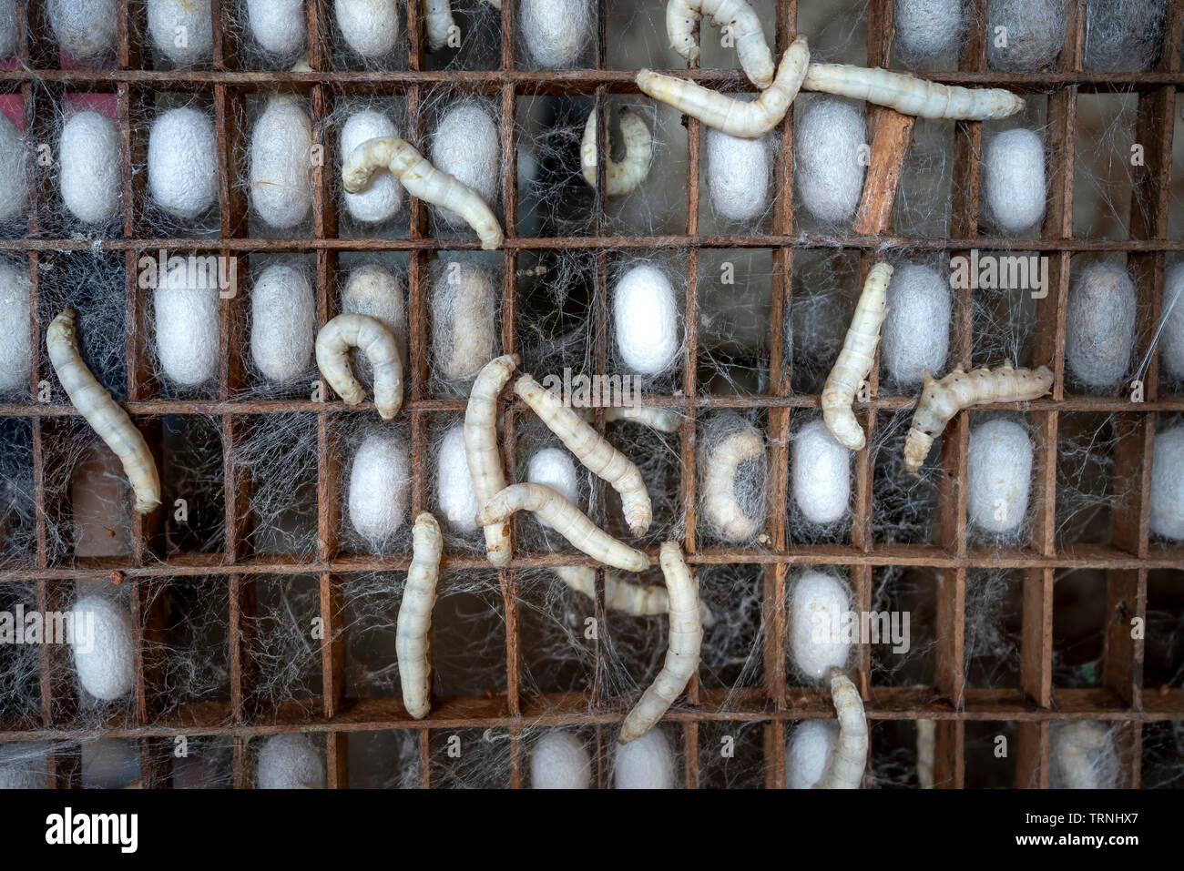 The larvae of the silkworm in the pupal phase are enclosed themselves