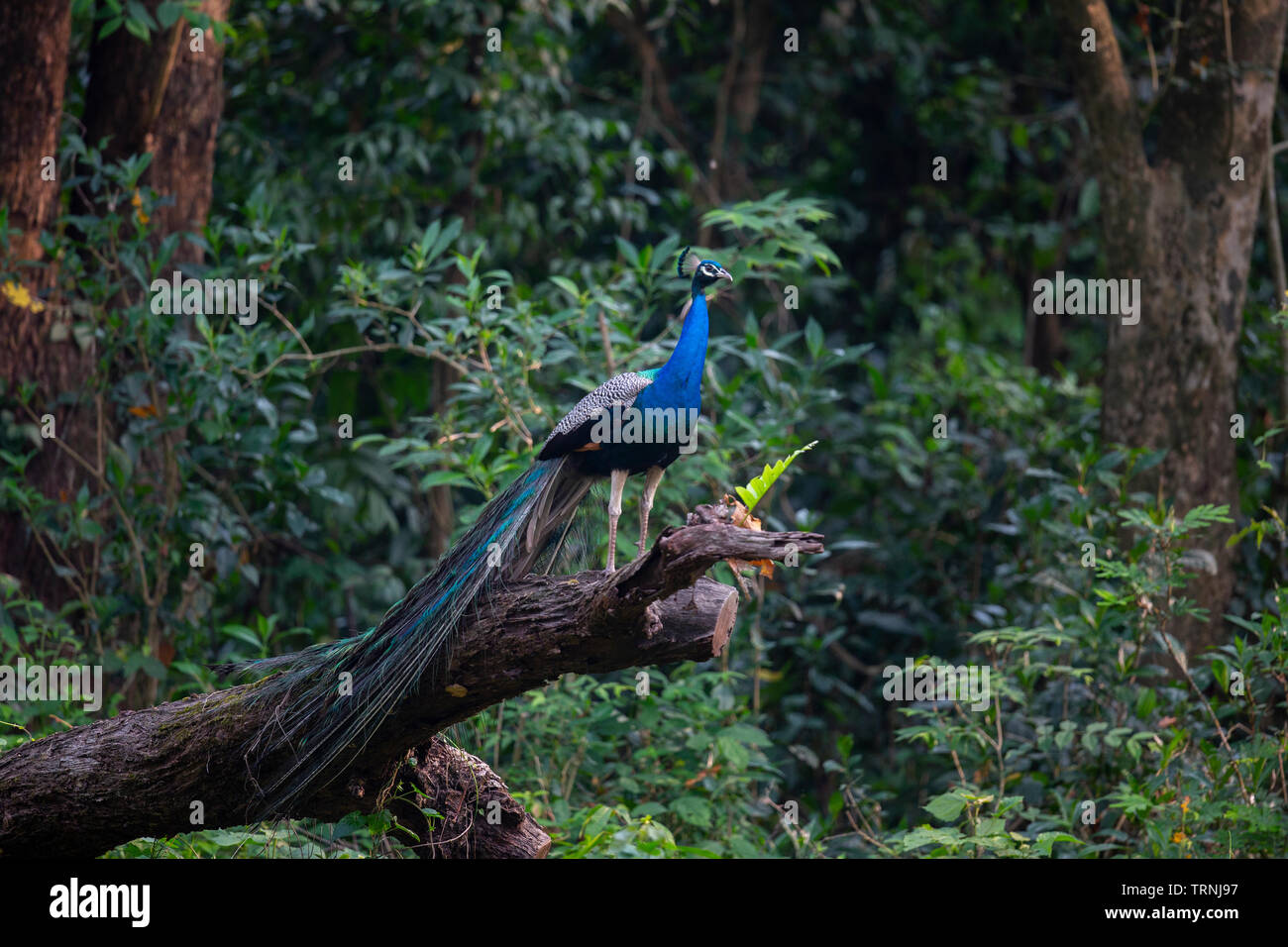 Indian Peafowl or Pavo cristatus or Indian Peacock at Gorumara national  park, Dooars, West Bengal, India Stock Photo - Alamy