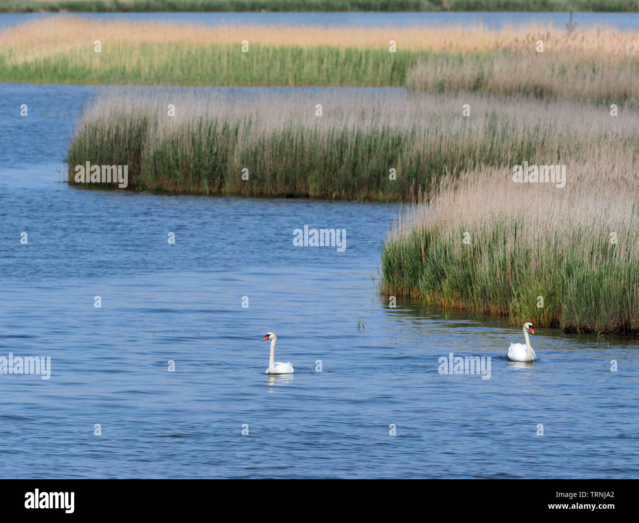 Two swans swimming, Boddenlandschaft, Baltic Sea, Darss, Germany Stock Photo