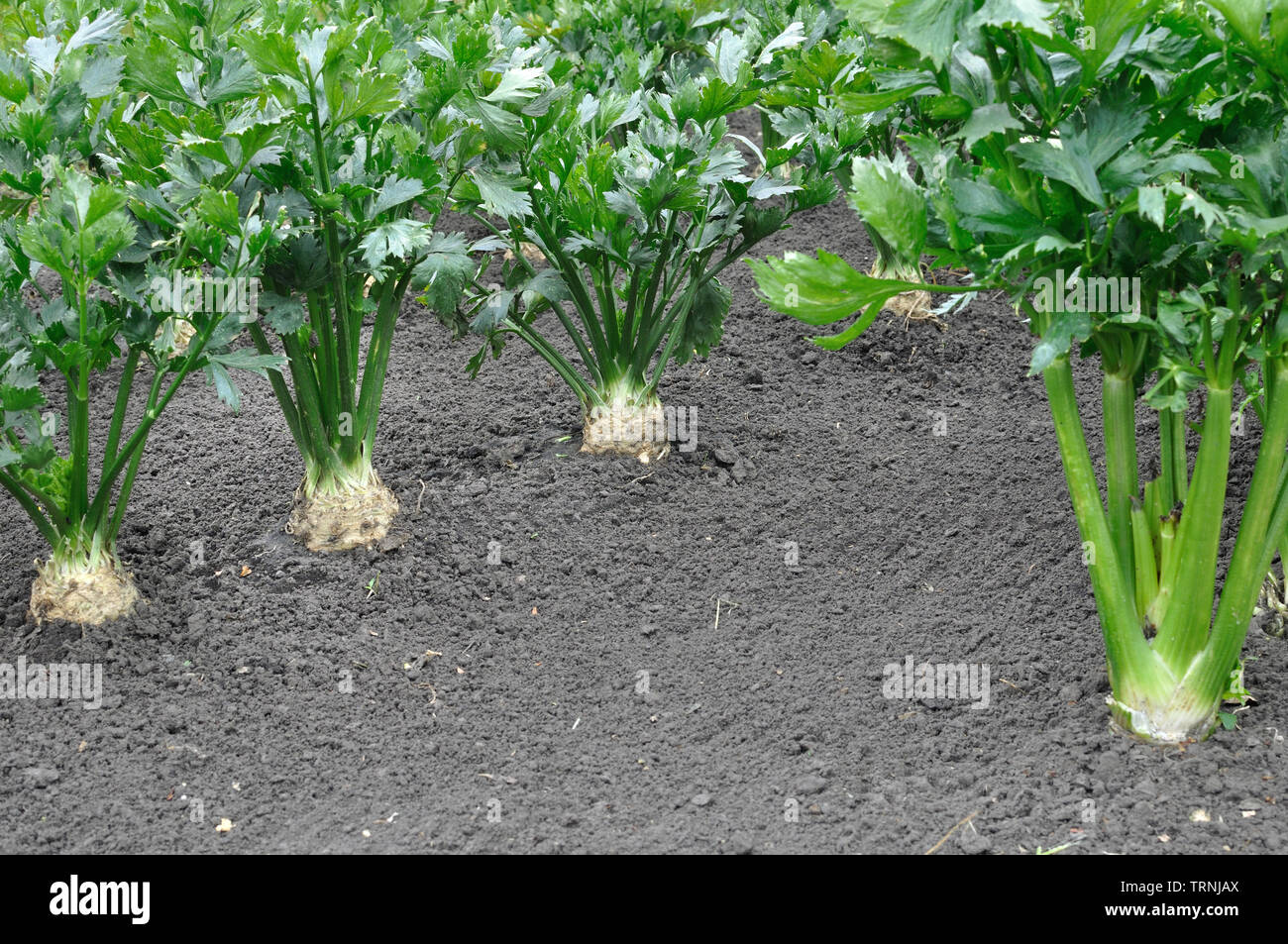 close-up of celery plantation (root and leaf vegetables) and parsnip in the vegetable garden Stock Photo