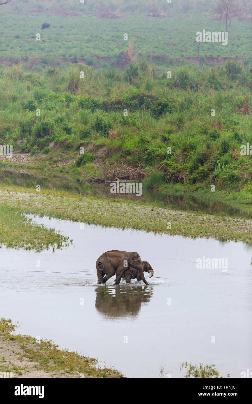 Asian elephant or Asiatic elephant or Elephas maximus crossing murti river at Gorumara National Park, West Bengal, India Stock Photo