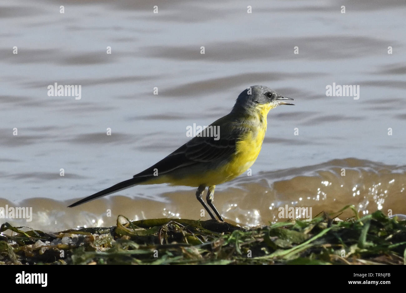 A yellow wagtail (Motacilla flava) on the edge of Lake Victoria. Entebbe, Uganda. Stock Photo