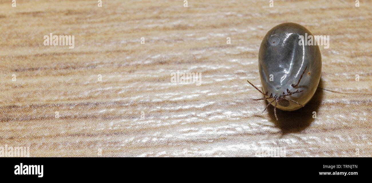 Close up macro view of a adult engorged tick Ixodidae on a wood background Stock Photo