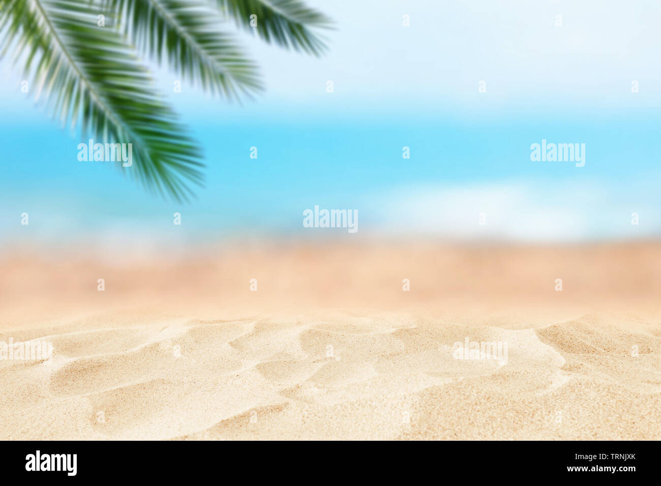 Empty sand beach in front of summer sea and palm tree background with ...