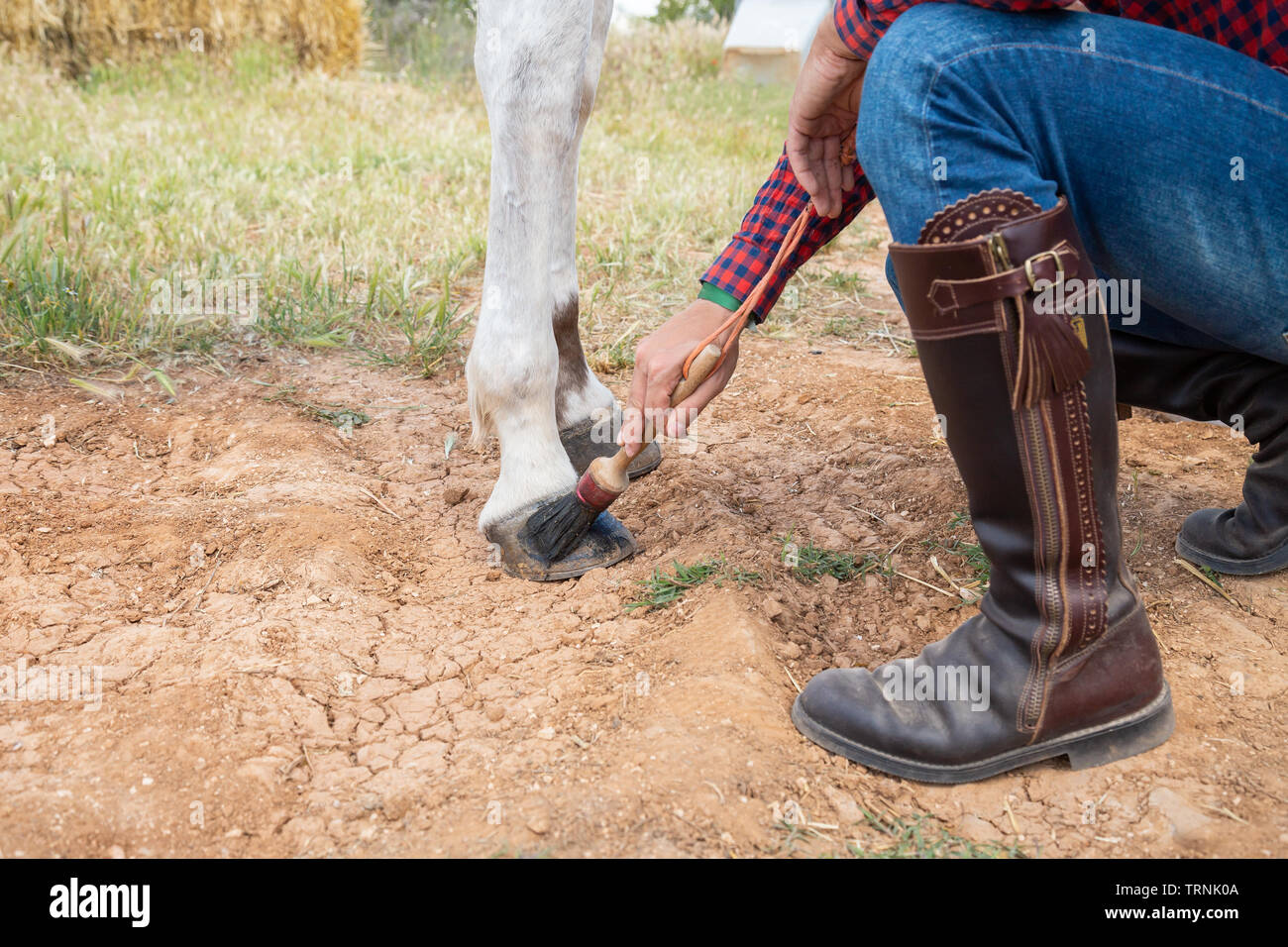 Hand of anonymous man using brush to smear wax on hoof of white horse on ranch Stock Photo