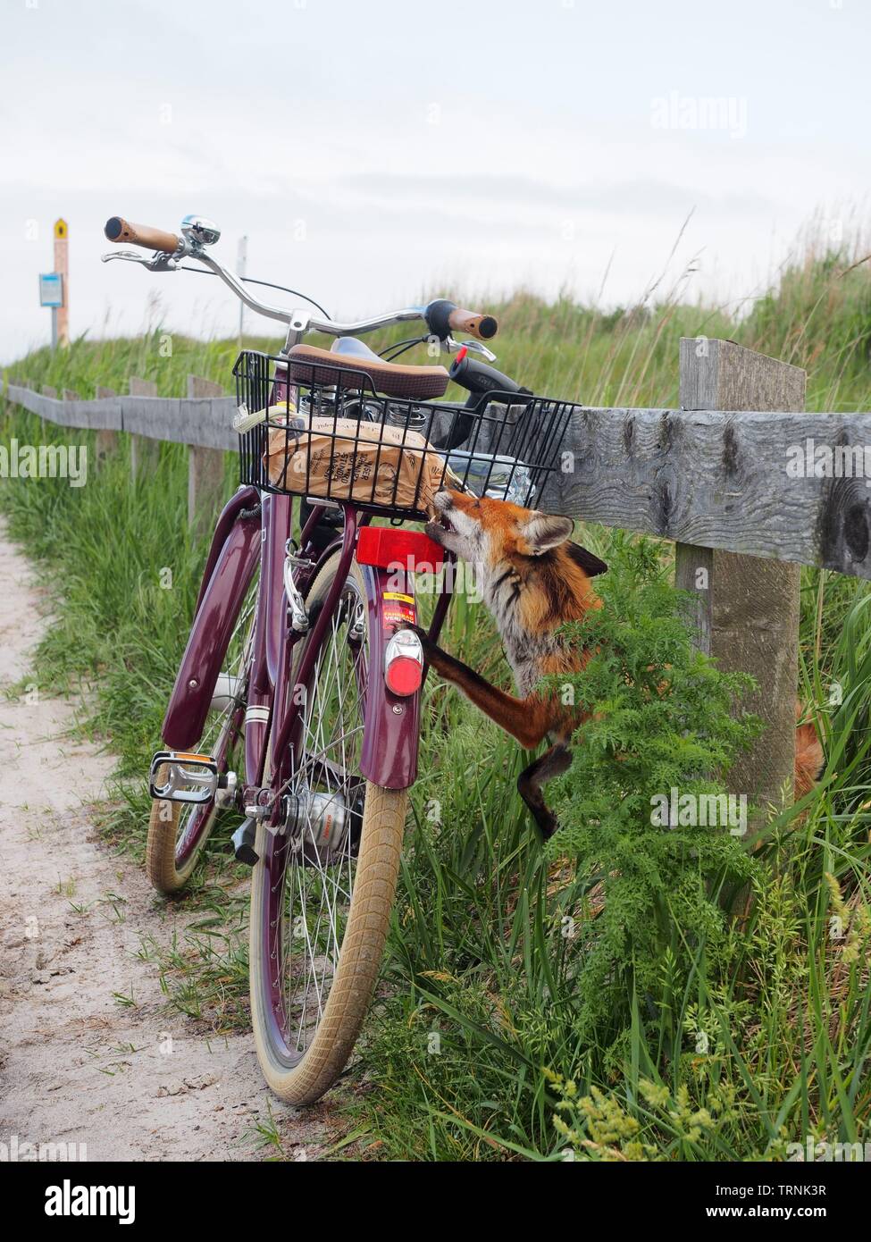 red fox bicycle