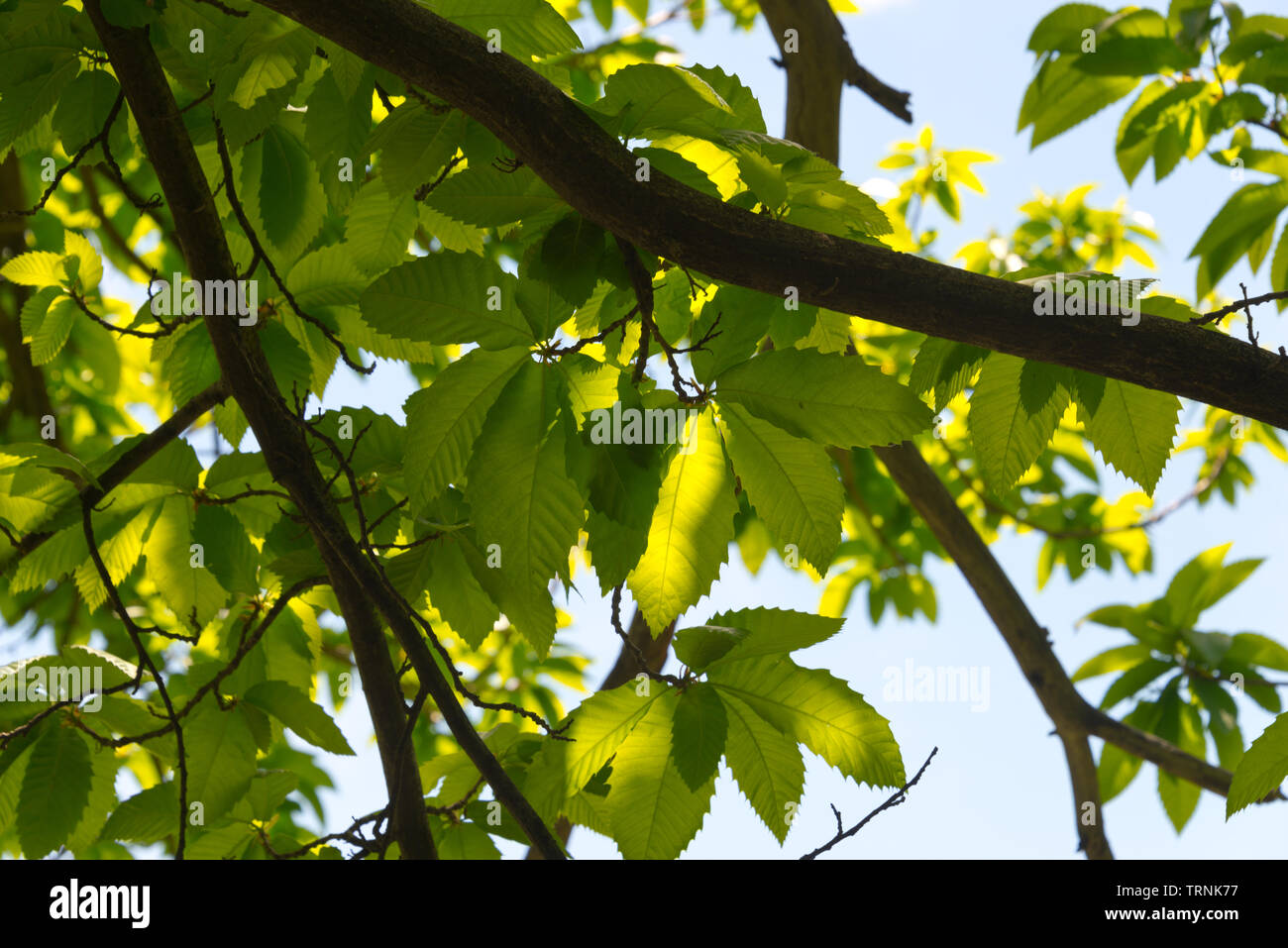 sun shining through chestnut leafs Stock Photo