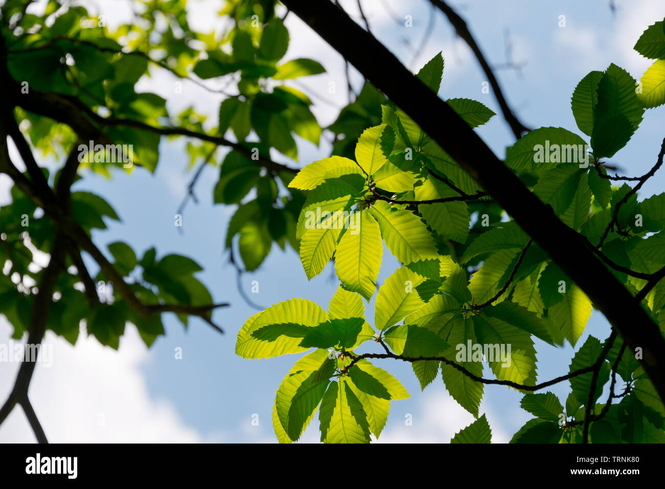 sun shining through chestnut leafs Stock Photo