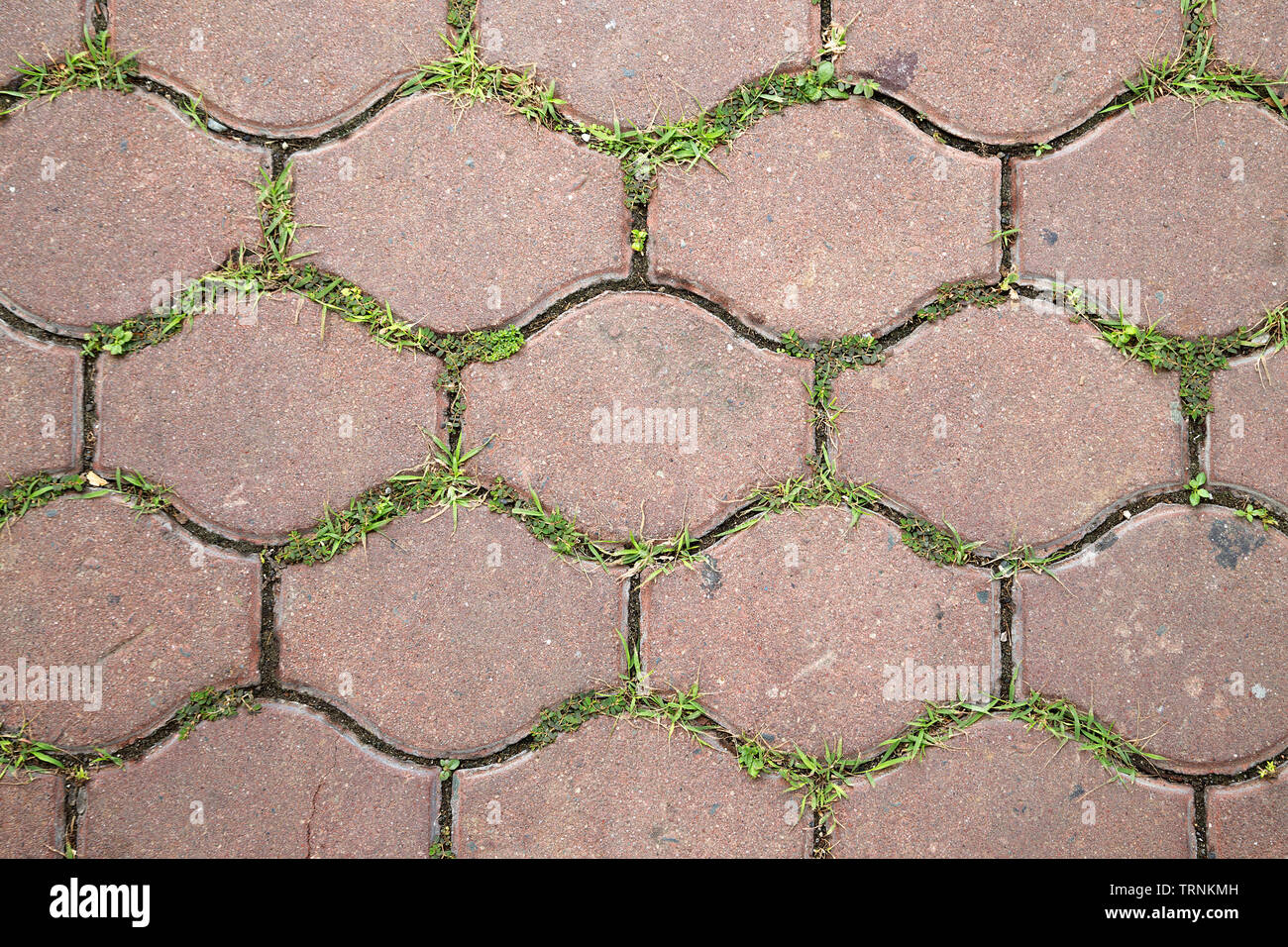 Texture of pavement tile with small grass in between Stock Photo