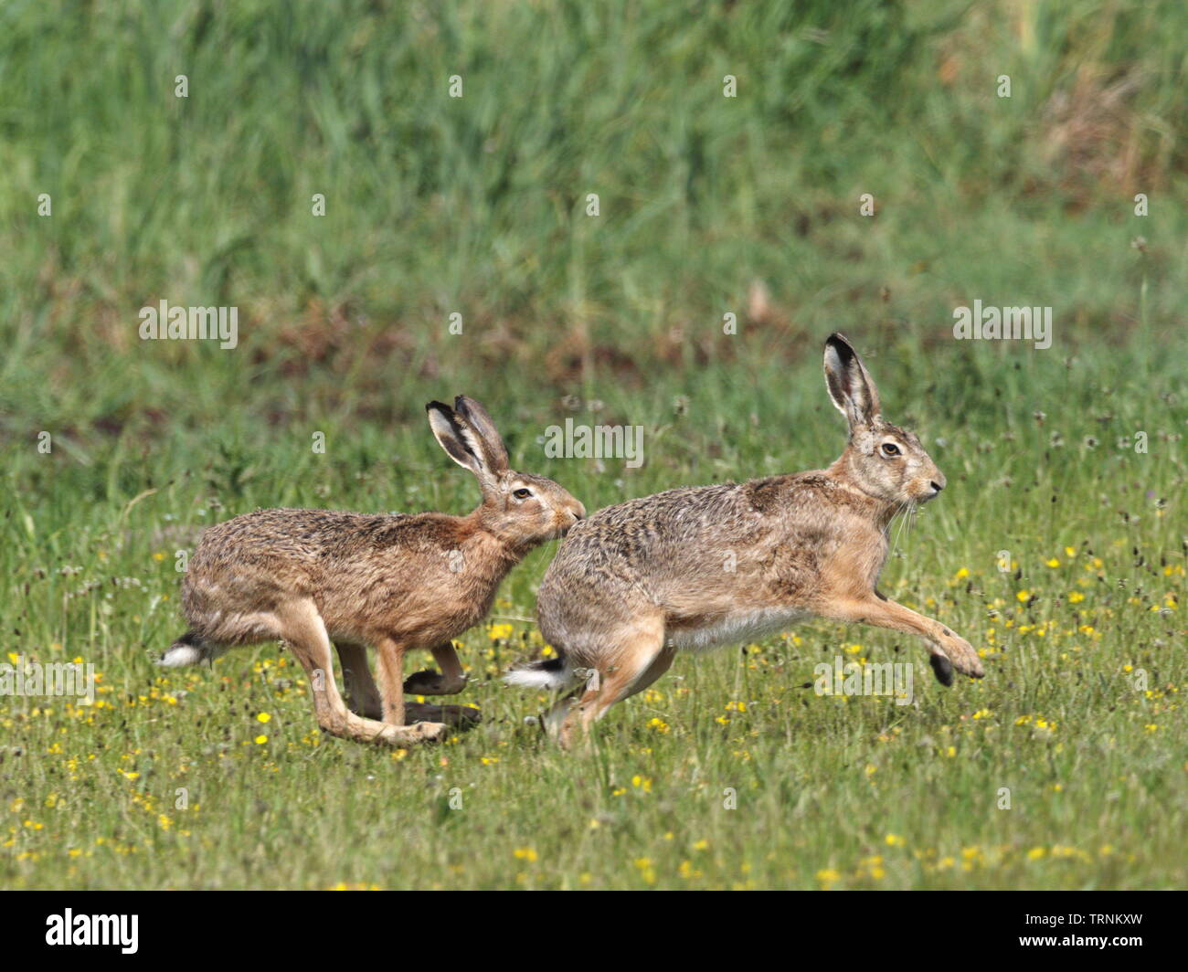 Two wild hares in action, Darss, Germany Stock Photo Alamy