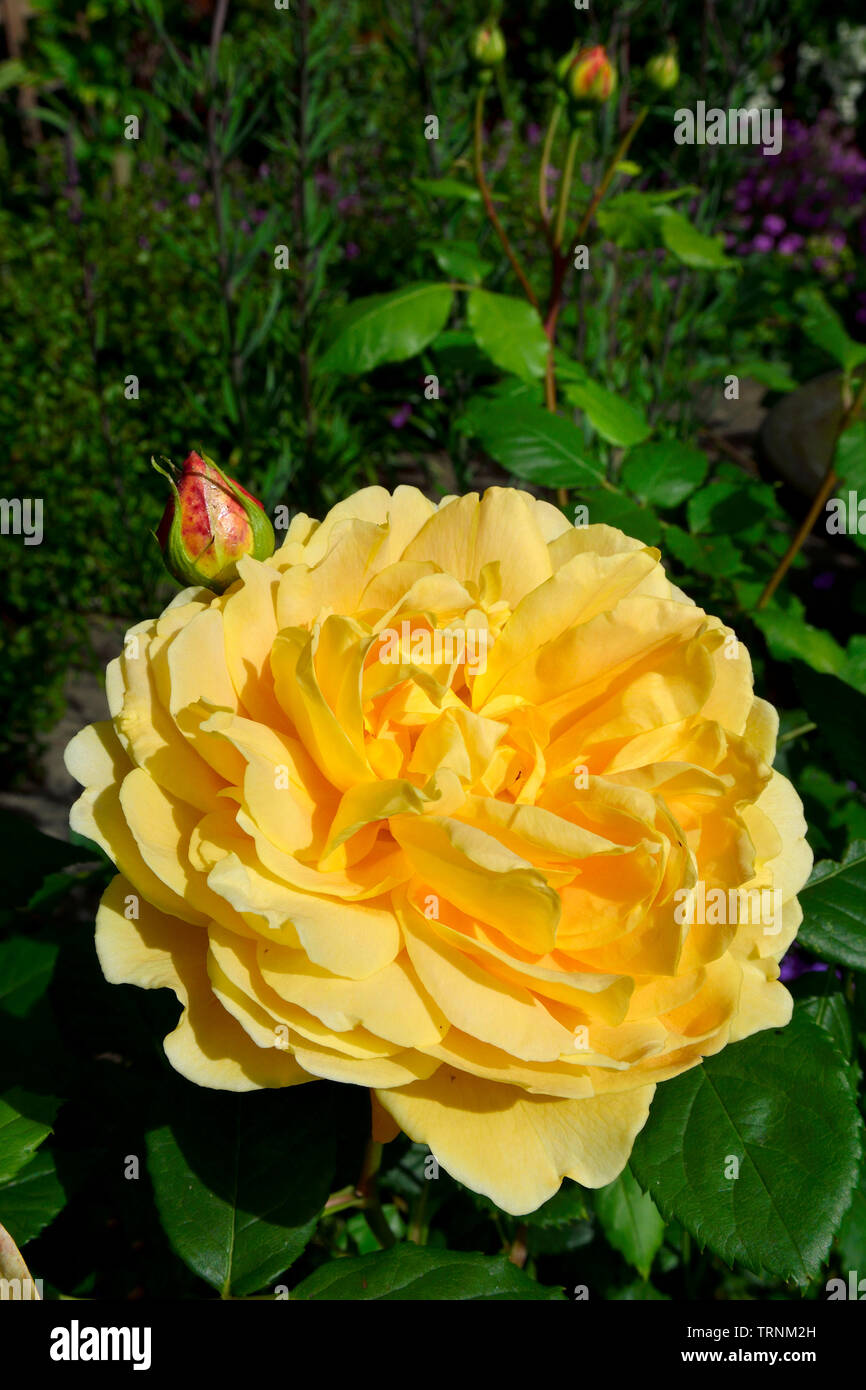 Garden rose: 'Golden Celebration' (David Austin) full bloom and unopened buds (Kent, UK. Early June) Stock Photo