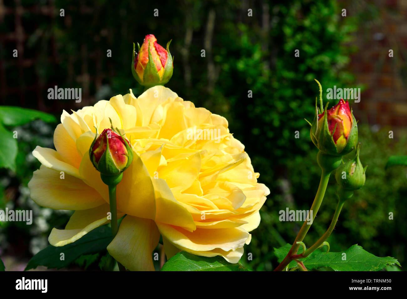 Garden rose: 'Golden Celebration' (David Austin) full bloom and unopened buds (Kent, UK. Early June) Stock Photo