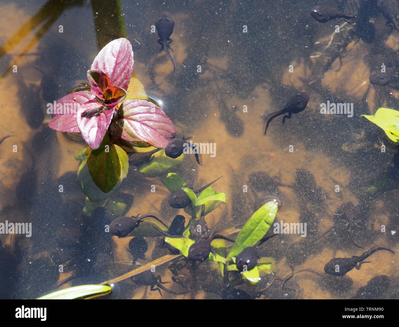 Tadpoles in shallow water pond and water plants Stock Photo