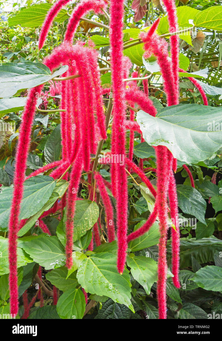 Acalypha hispida or Chenille plant, originated in Asia but since cultivation has  widely become a house plant. Stock Photo