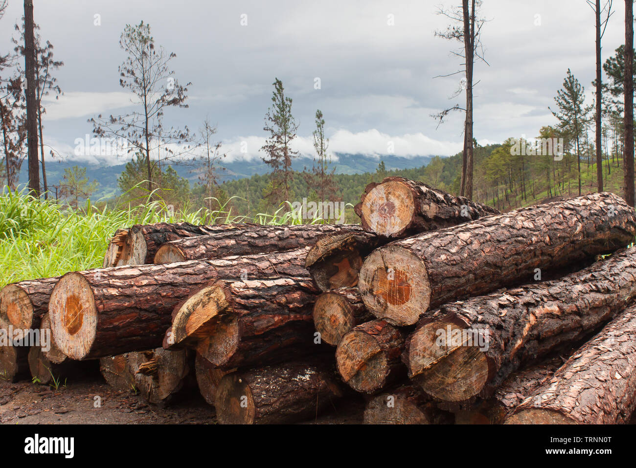 Cut pine logs in mountain landscape Stock Photo