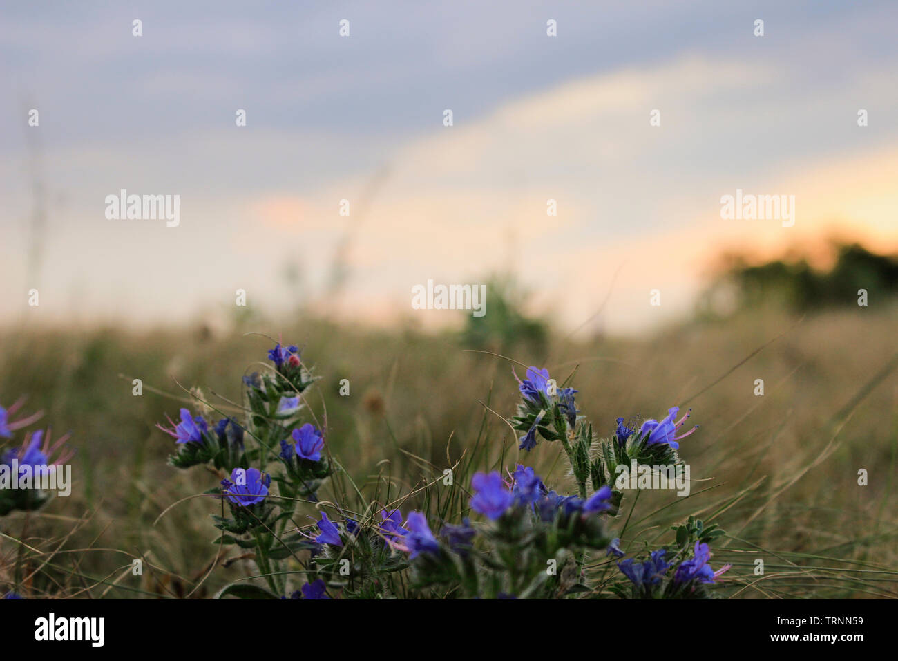 Light blue wild flowers hi-res stock photography and images - Alamy
