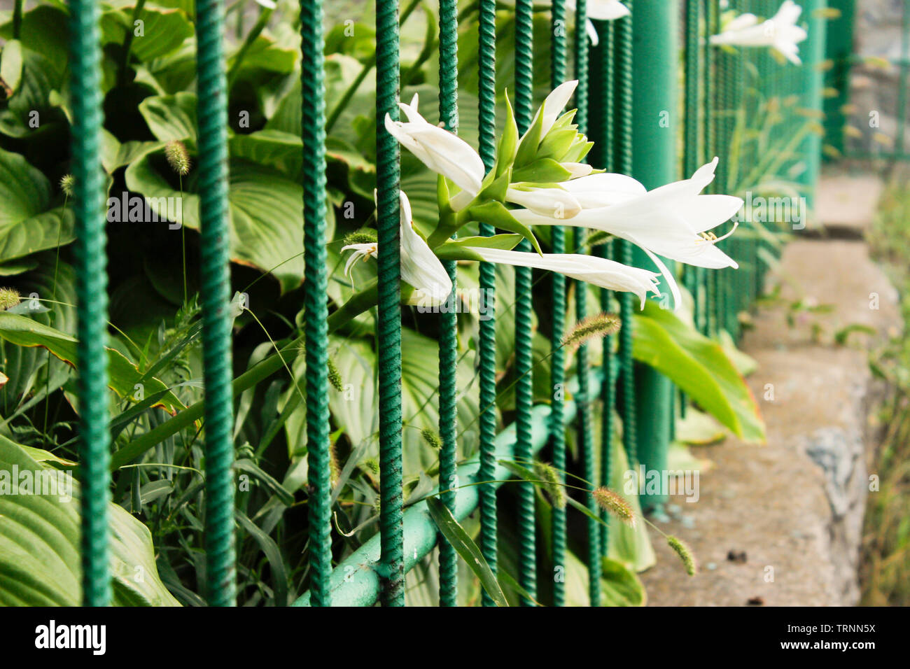 Green hosta plantaginea is blooming in a gsrden Stock Photo