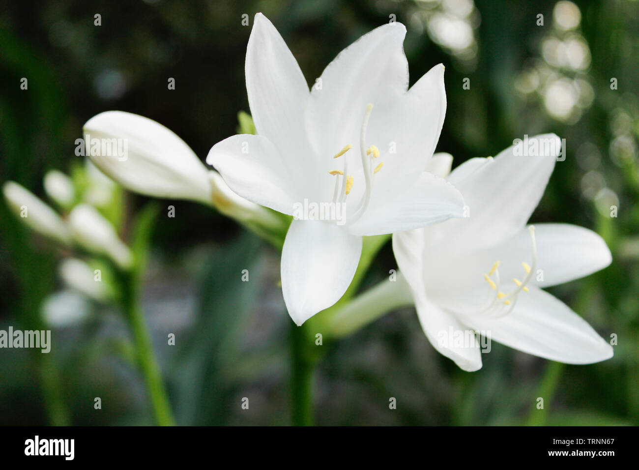 Green hosta plantaginea is blooming in a gsrden Stock Photo